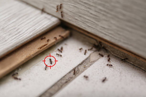Best Termite Control Services  in South Barre, VT