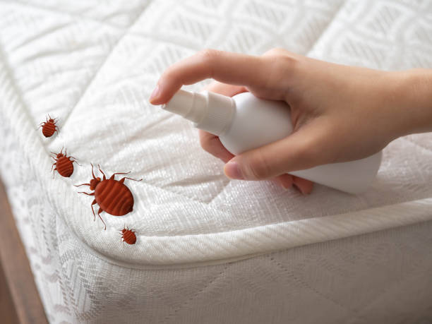 Best Best Pest Control Companies  in South Barre, VT
