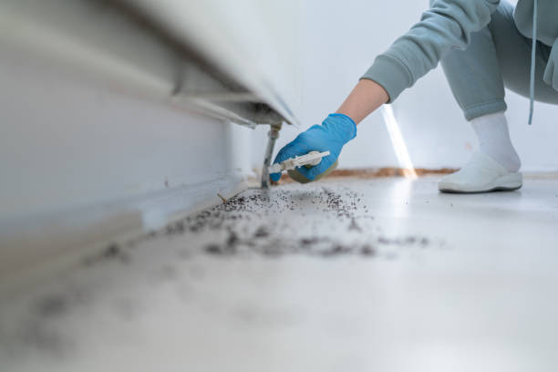 Best Ant Control Services  in South Barre, VT